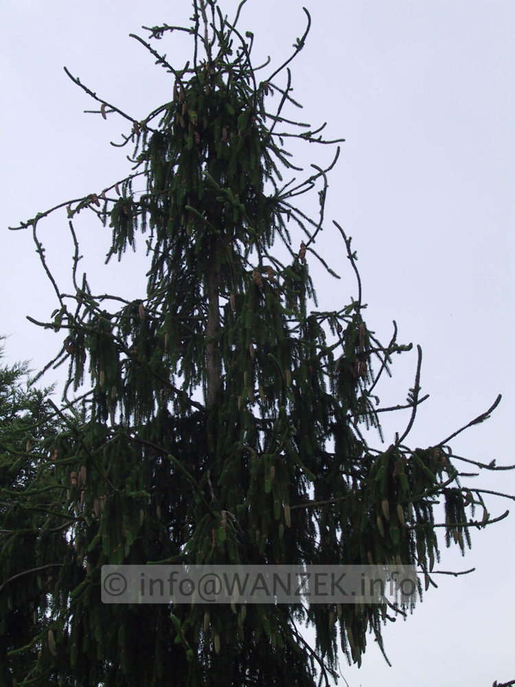 Picea abies Virgata 02.JPG